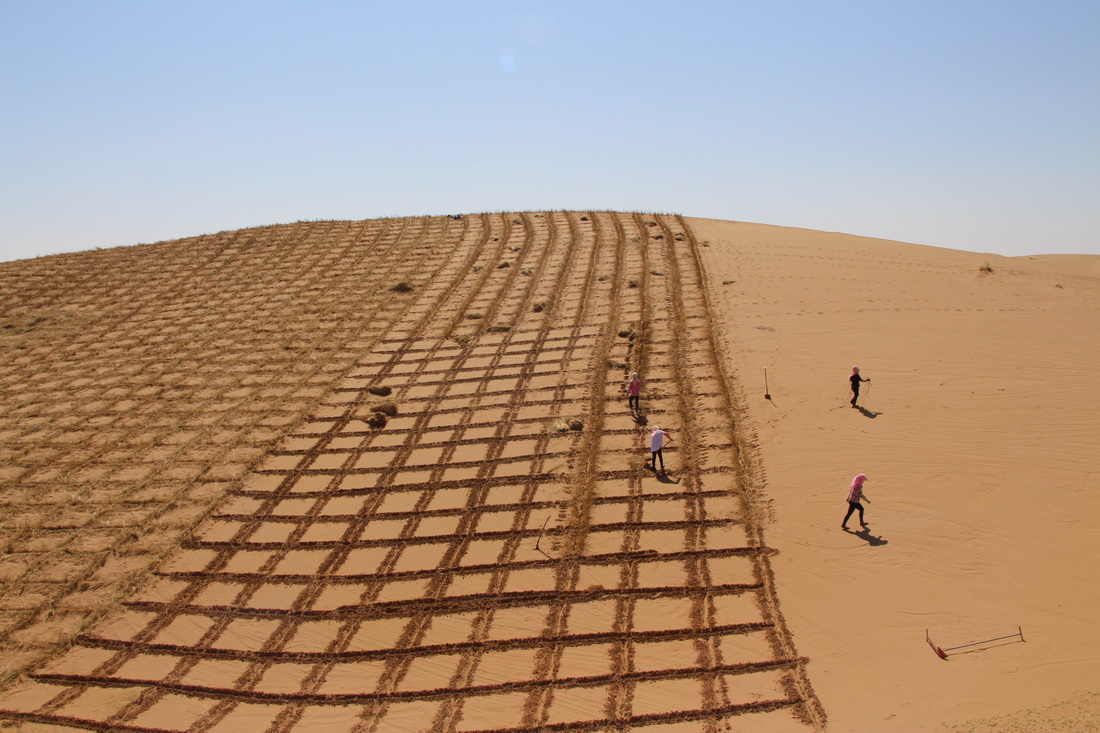 2021年拍攝的八步沙林場職工壓沙作業現場。新華社發（八步沙林場供圖）