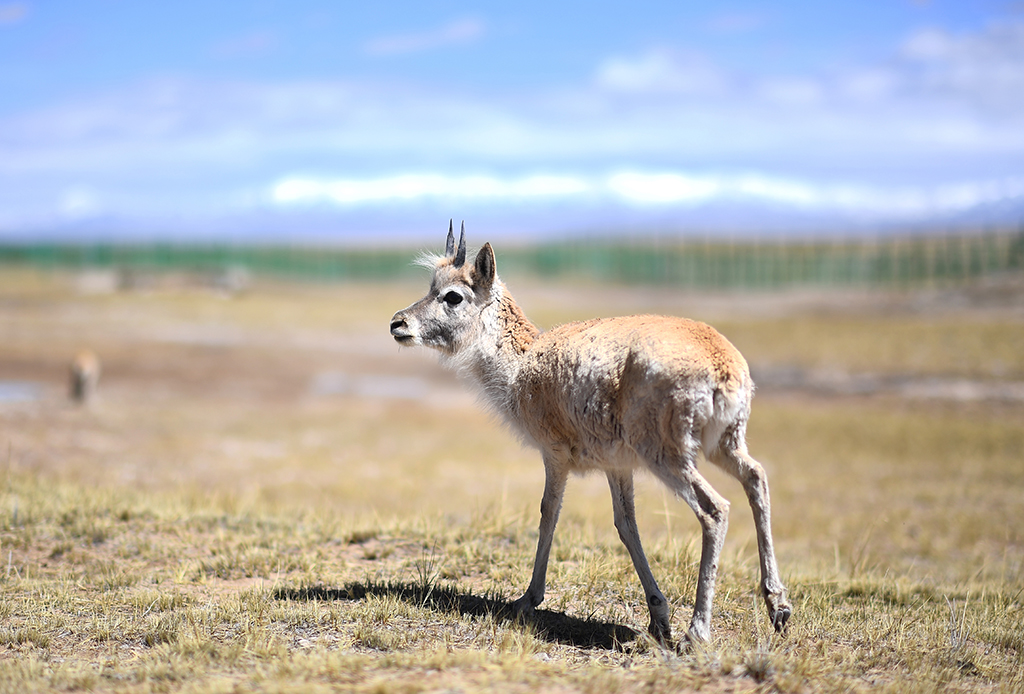 ڿɿҼȻo^_ܱoվҰĻӣ530ՔzAӛ Ѧ z