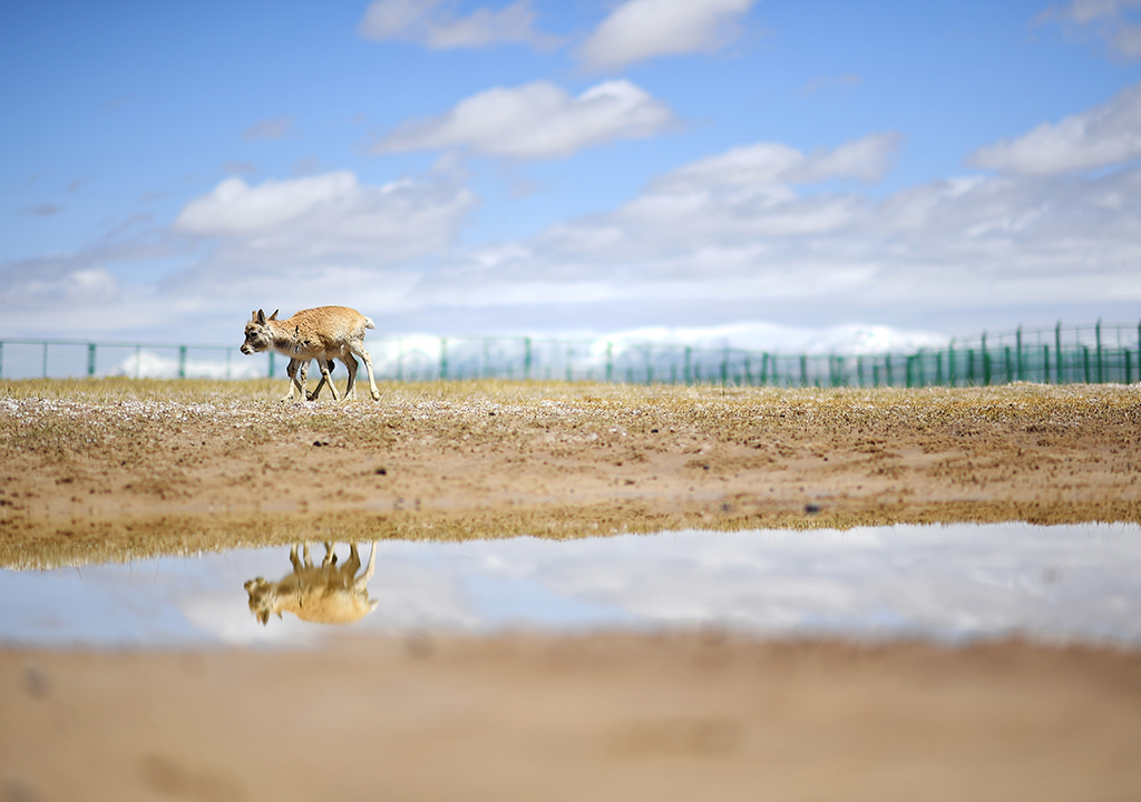 在可可西里國家級自然保護區索南達杰保護站，藏羚羊在野生動物救助中心活動（5月30日攝）。新華社記者 薛玉斌 攝