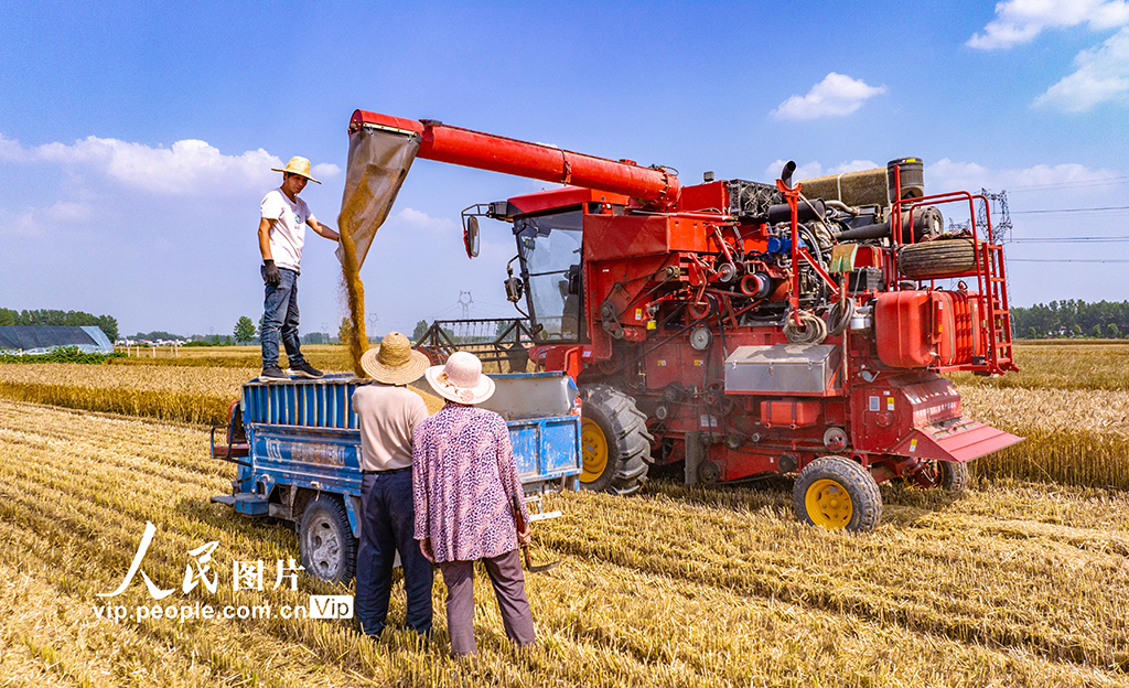 6月1日，河南省駐馬店市西平縣專探鄉專探村，一輛收割機正在卸載剛剛收割的小麥。趙永濤攝（人民圖片網）