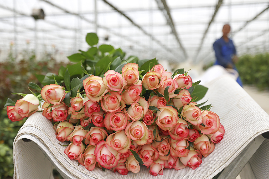 這是在云天化晉寧花卉產業現代化示范園內，一束花農剛剛采摘下來的鮮花（7月12日攝）。新華社記者 崔文 攝