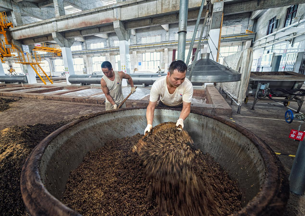制酒工在進行上甑操作 劉杰攝