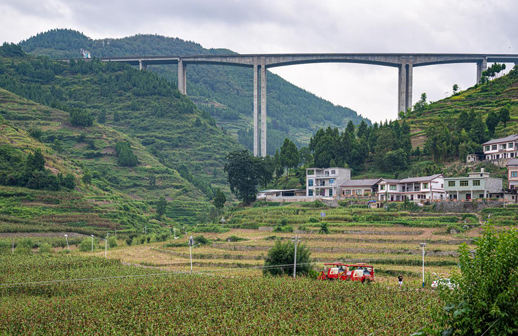 紅高粱種出紅火新生活