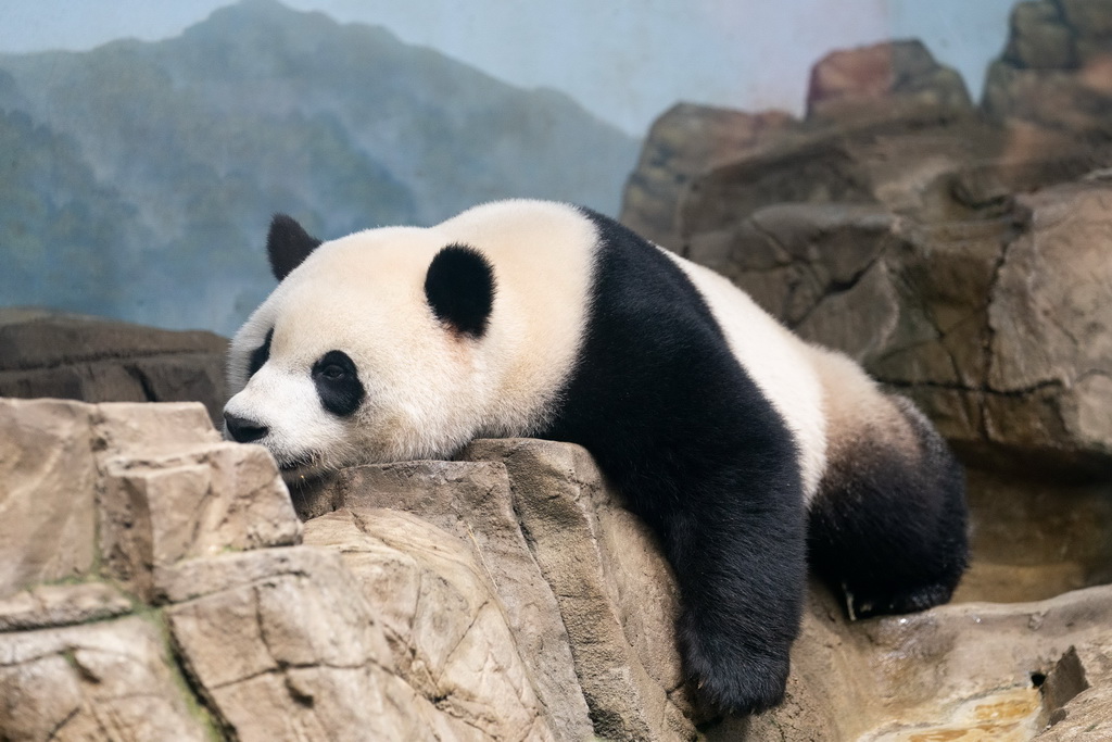 這是9月30日在美國華盛頓史密森學會國家動物園拍攝的大熊貓“小奇跡”。