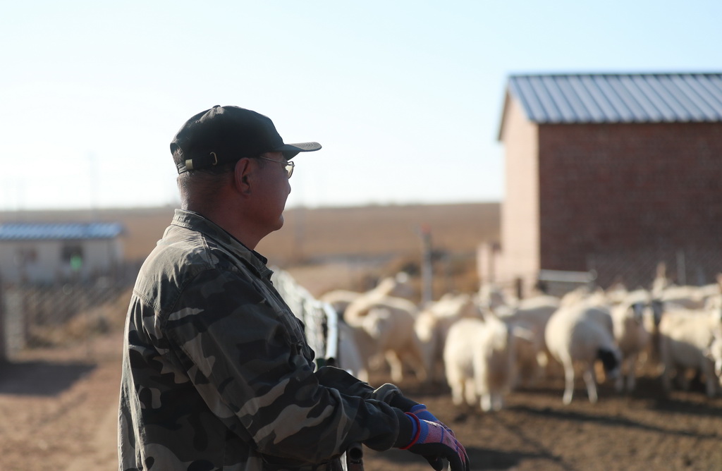 10月16日，道爾吉望著自家的羊群。新華社記者 王楷焱 攝