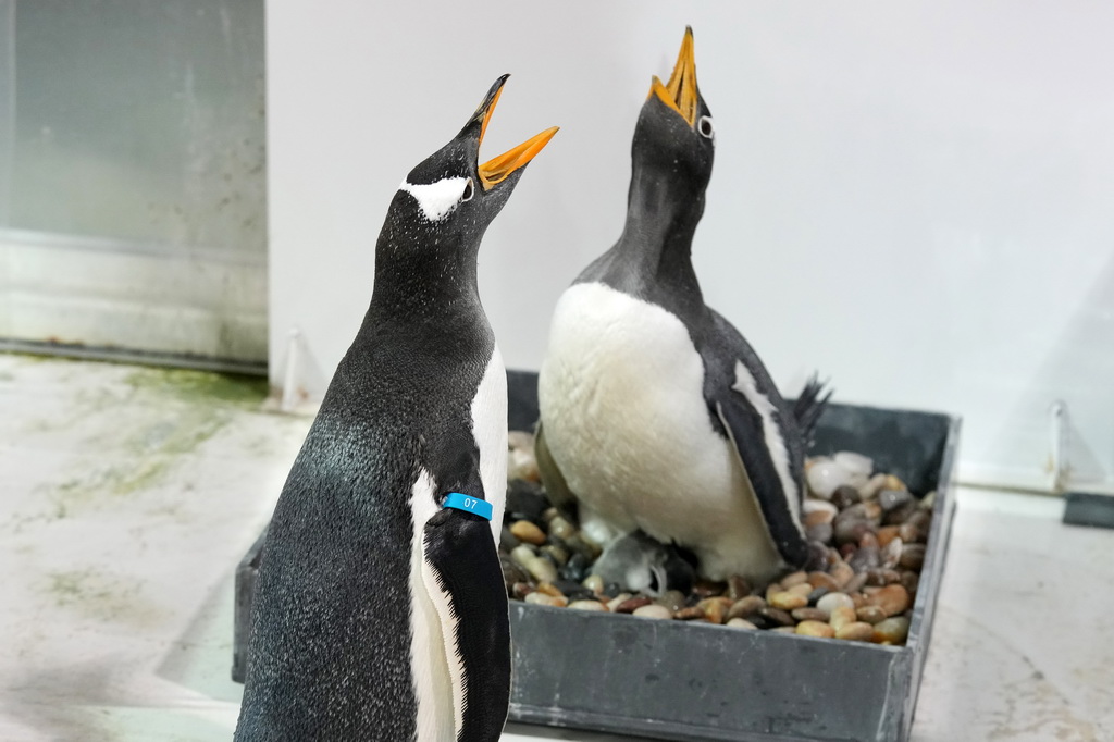 11月8日，企鵝爸爸（左）準備和企鵝媽媽“換班”。