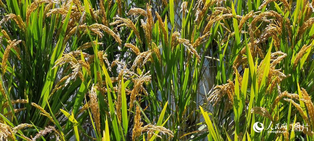 20239ʡ»еSWӛԪz