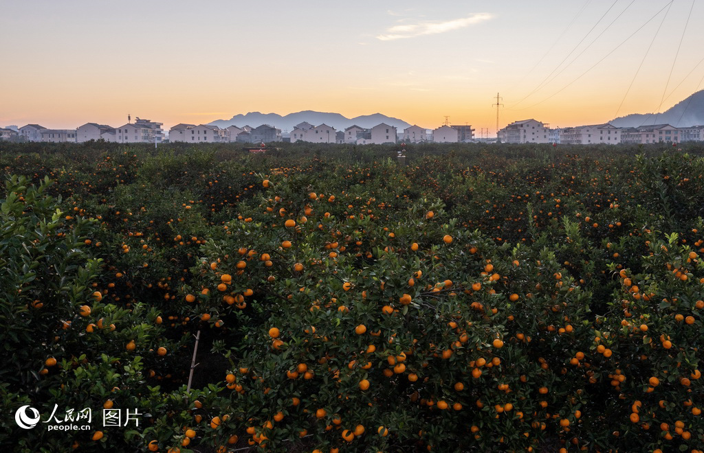 2023111㽭ʡ_Sr^ٲ[@һƬGgNNӒM֦^cҰ໥ӳrʬFһSվW z