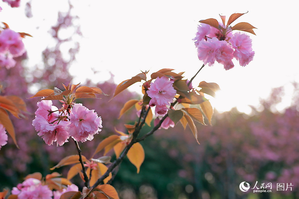 20234³ʡй悿hꖳzַ@ѻʢNϼW wz