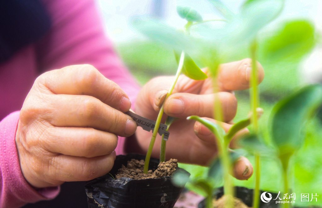 3月1日，湖北省潛江市浩口鎮南灣村的種植能手們在溫棚里嫁接西瓜苗。許曉滿攝