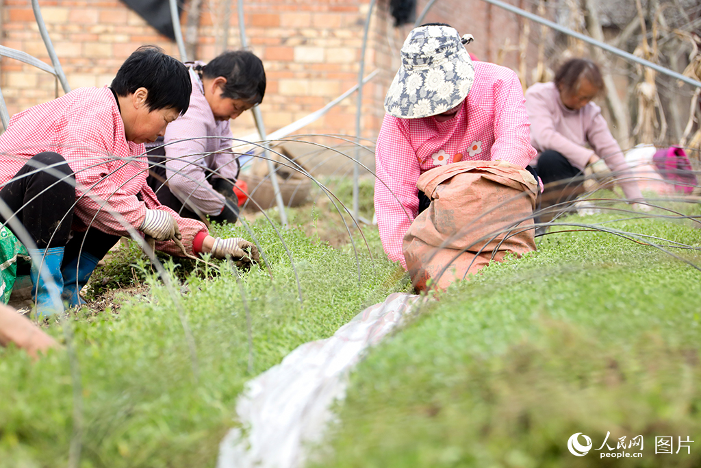 312ںʡRϿhMlߴBNsmNʂhz