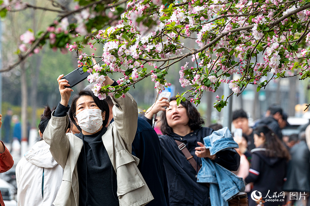 4月5日，山西太原市杏花嶺區杏林七條的海棠花開得正盛，引得群眾爭相拍照打卡。人民網 盧鵬宇攝