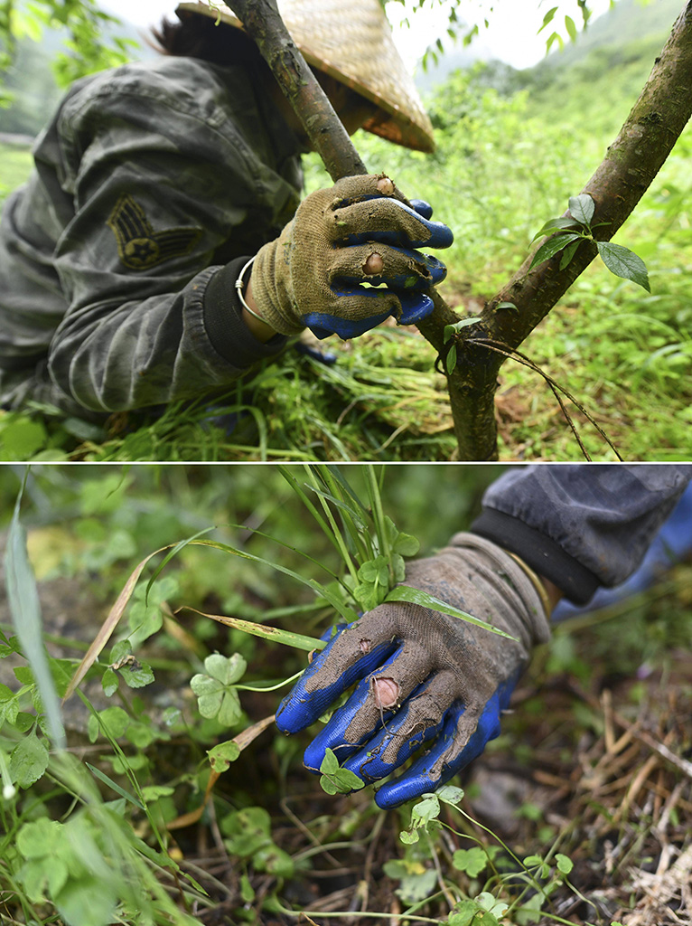 ڏVڰh|l~_֦ɽϽoݣ423ՔzƴƬ10_֦ɷlIʹһlչˮNֲ^