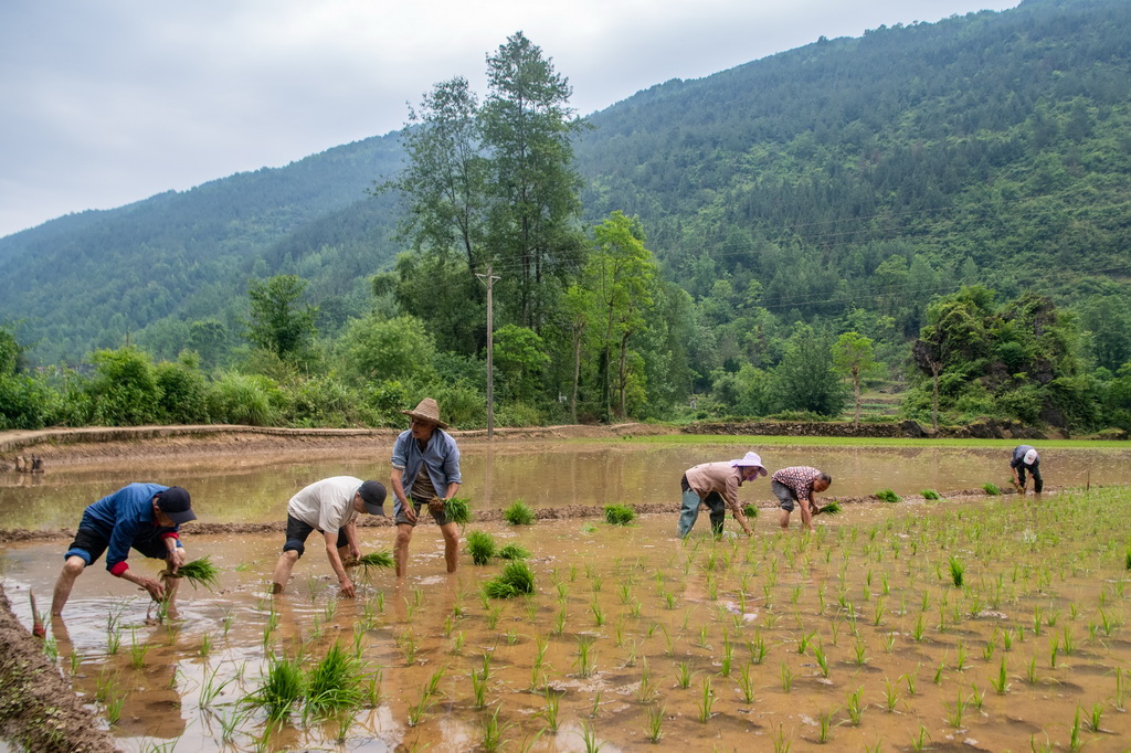 516ϼ͑ӳɆTˮв