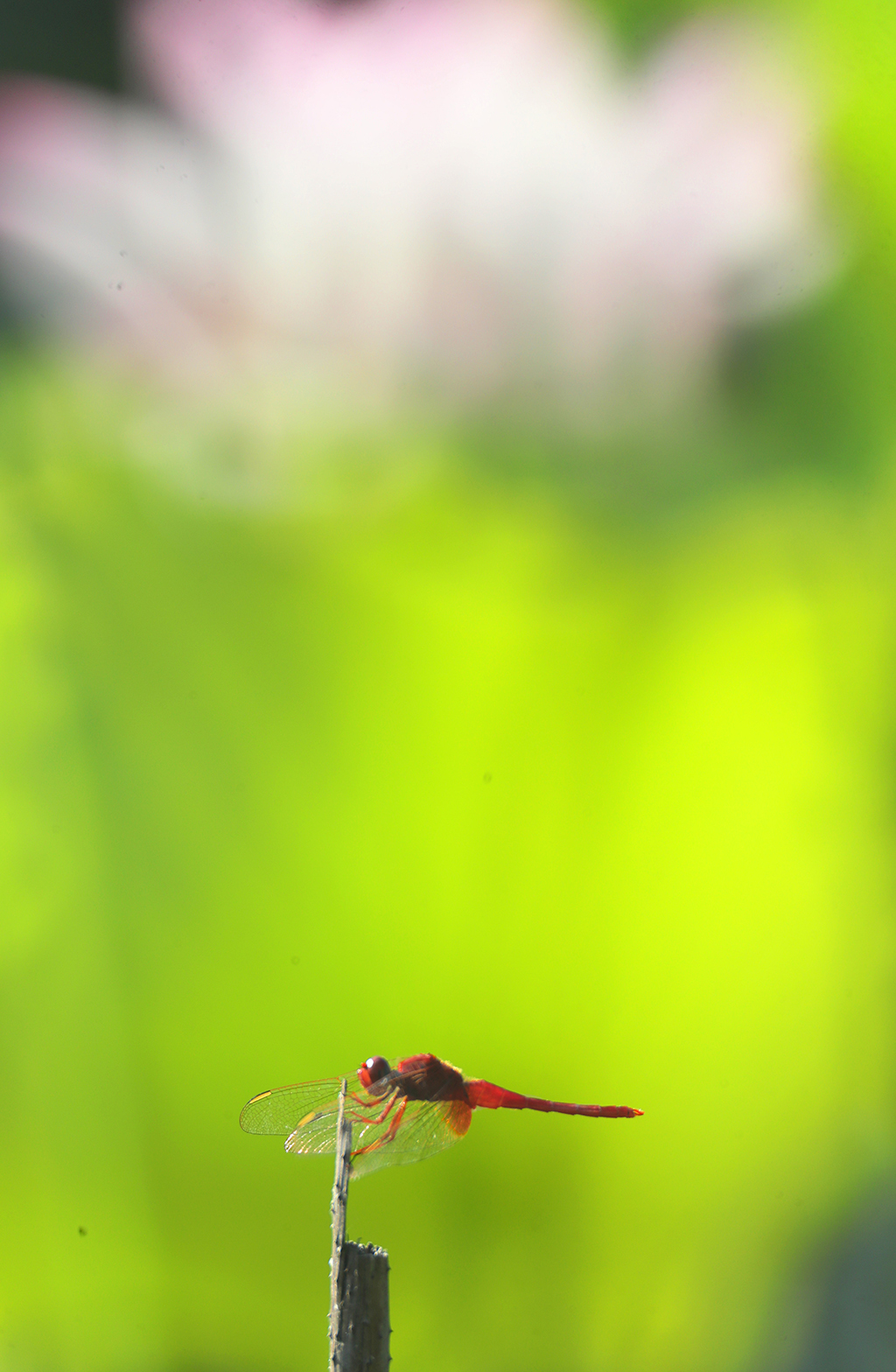 714ںʡ^Ϻ@ĔzĺɫAlƽz 