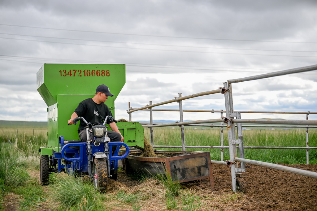 敖木希勒在給肉牛投放草料（7月16日攝）。31歲的敖木希勒是西烏珠穆沁旗巴彥胡舒蘇木舒圖嘎查牧民，2018年從俄羅斯留學歸國，回到家鄉經營家庭牧場。面對草場退化、牲畜品質低等問題，他積極響應當地號召，通過優化畜群結構、建立肉牛信息檔案、應用肉牛冷配技術等舉措，推動牧場實現精養?！拔壹夷壳肮芾?000畝草場，有60多頭基礎母牛。牲畜數量變少，草場生態明顯改善?！卑侥鞠＠照f。精養模式提高了肉牛品質和出欄價格，養牛的收入較以前有明顯增長。新華社記者 連振 攝