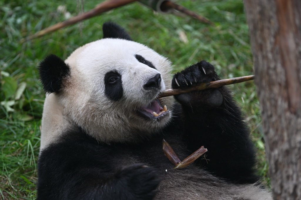 917؈^һֻ؈ڳAӛ  z