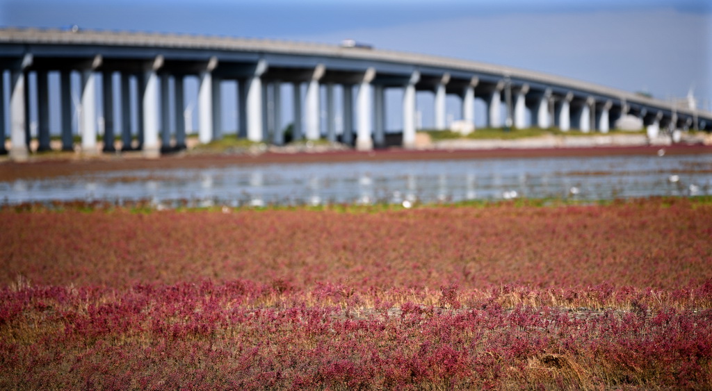 這是位于遼寧省錦州市凌海市紅海灘國家風景廊道凌海大橋下方的紅海灘（9月14日攝）。新華社記者 錢一 攝