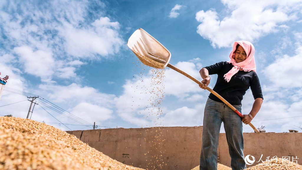 9月10日，青海省海西蒙古族藏族自治州都蘭縣村民喜迎豐收。人民網記者 張莉萍攝