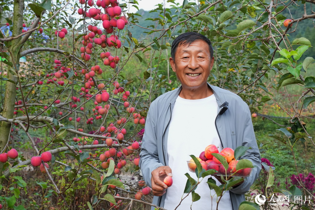 9月19日，在吉林省集安市錢灣村，千畝果園飄香，喜獲豐收。人民網記者 李洋攝