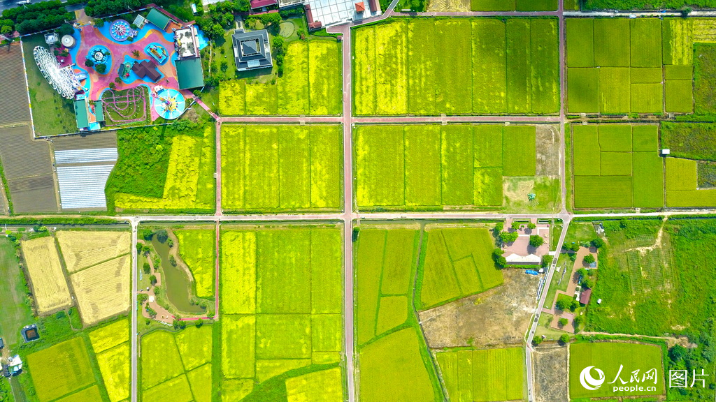 9月21日拍攝的福建省漳州高新區圓山腳下的“水仙花?！被??；夭扇×怂苫ê偷竟冉惶孑喿鞯哪Ｊ?，隨著百畝稻谷的成熟，原本五彩斑斕的水仙花田轉變成了一片金黃色的“稻谷海洋”。人民網 李昌乾攝