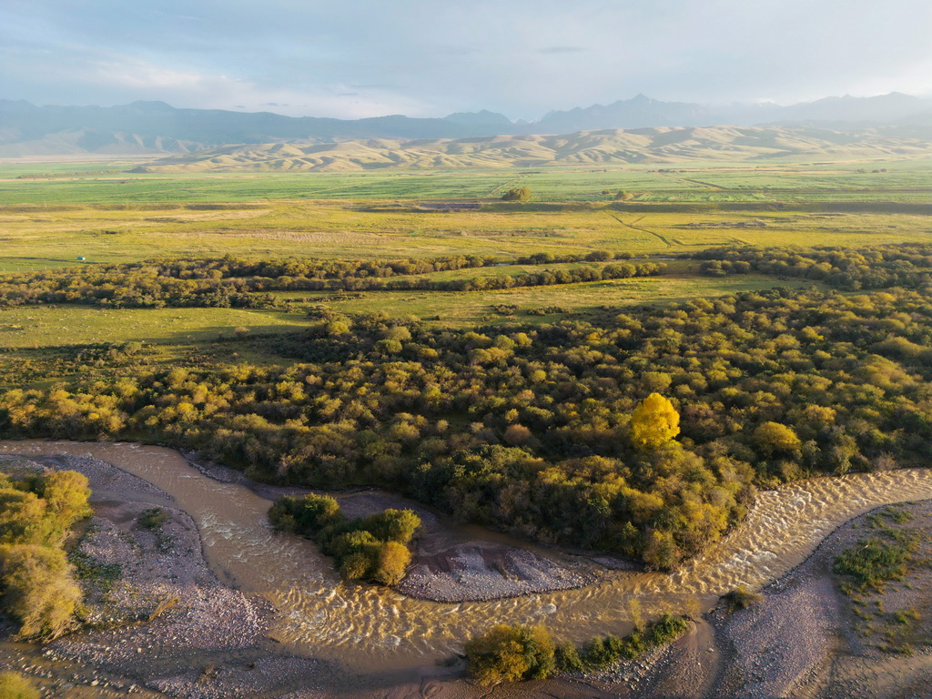 9月22日拍攝的甘肅省張掖市肅南裕固族自治縣夏日塔拉草原秋色（無人機照片）。新華社發（姜愛平攝）