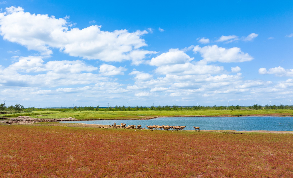 9月23日，麋鹿在江蘇東臺條子泥濕地覓食（無人機照片）。新華社發（孫家錄攝）
