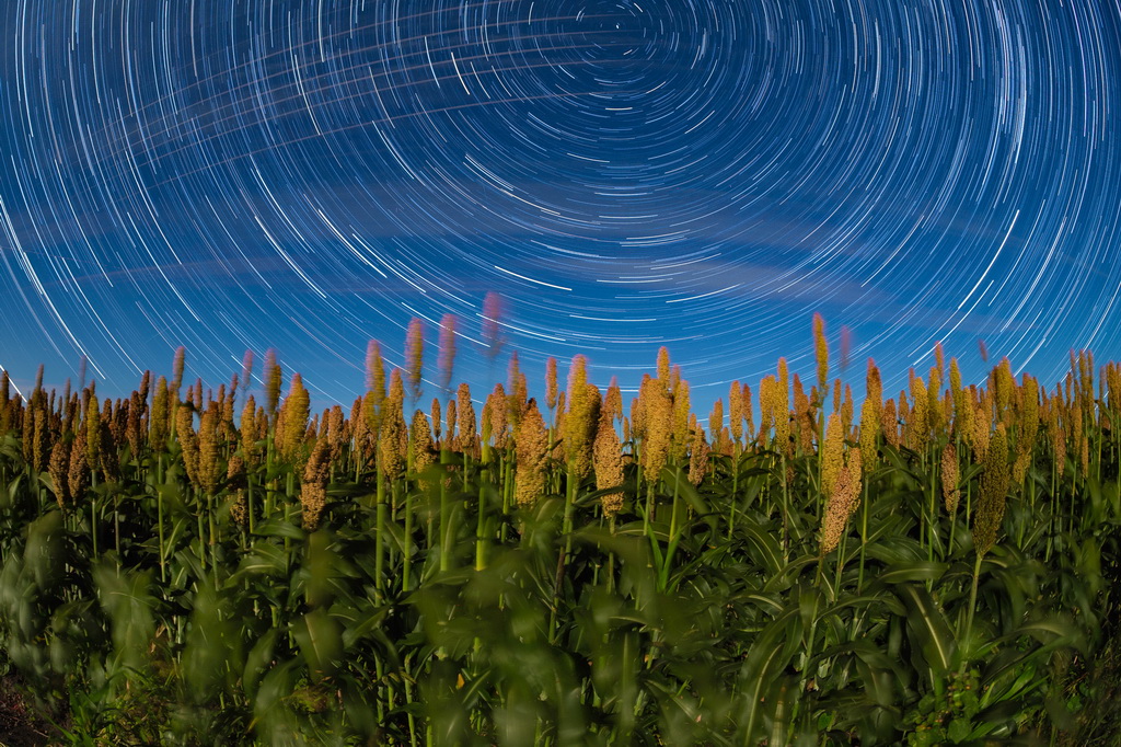 9月14日在黑龍江省樺川縣梨豐鄉東林村拍攝的星空下的高粱地（堆棧合成照片）。新華社發（陳志國攝）