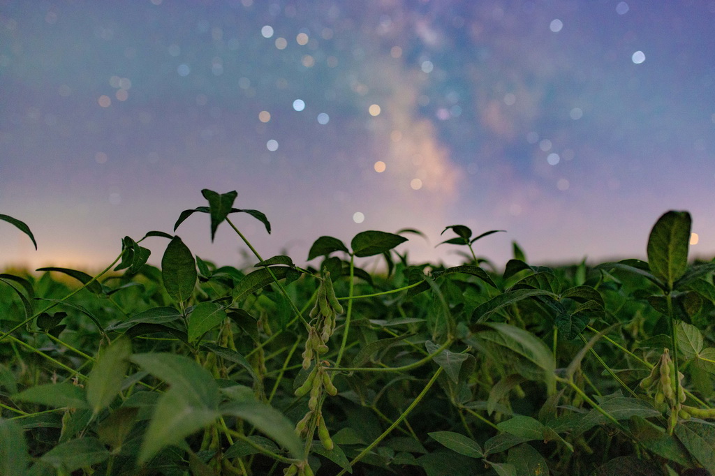 8月27日在黑龍江省富錦市長安鎮靖安村拍攝的星空下的大豆田。新華社發（曲玉寶攝）