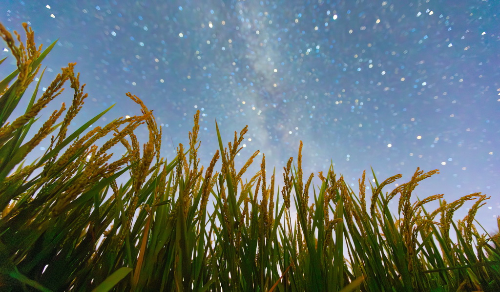 8月27日在黑龍江省湯原縣吉祥鄉互勝村拍攝的星空下的稻田。新華社發（朱宗強攝）