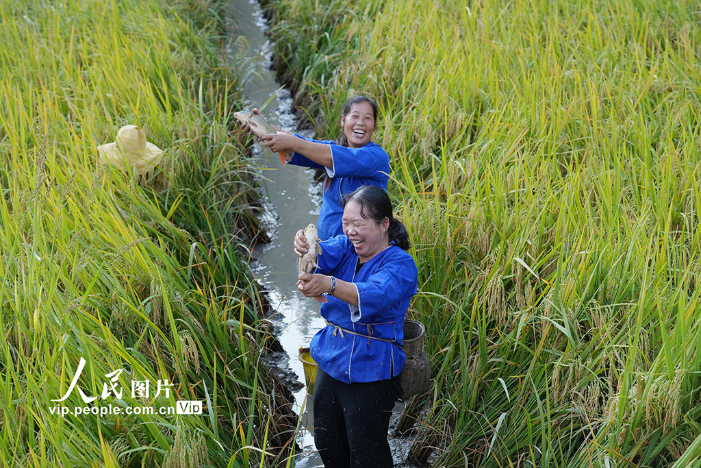 廣西三江：稻香魚肥【3】