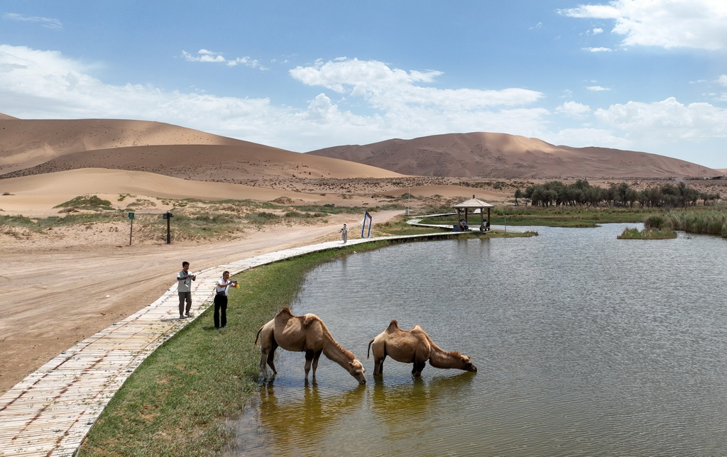 2024年7月31日，游客在巴丹吉林沙漠巴丹湖旁拍攝駱駝（無人機照片）。新華社記者 貝赫 攝