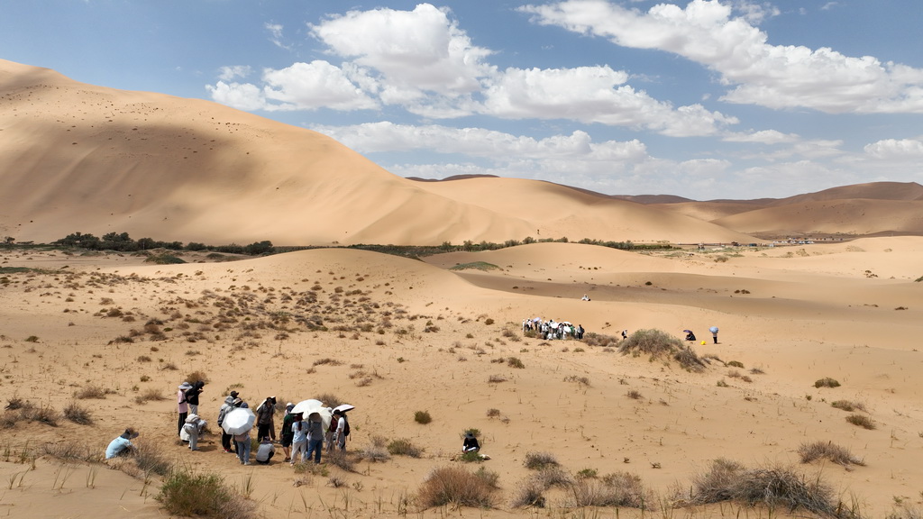 2024年7月31日，來自蘭州大學、香港浸會大學、西南大學等18所高校的100余位師生在巴丹吉林沙漠開展“發現計劃”地理學聯合實習，這是部分師生在巴丹吉林沙漠中開展植被樣方調查（無人機照片）。新華社記者 貝赫 攝