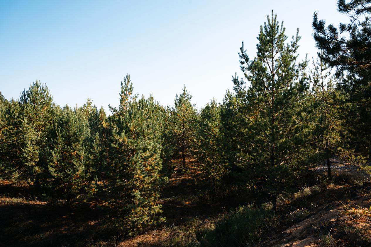 榆林市榆陽區小紀汗鎮10萬畝樟子松基地。陳柏全 攝
