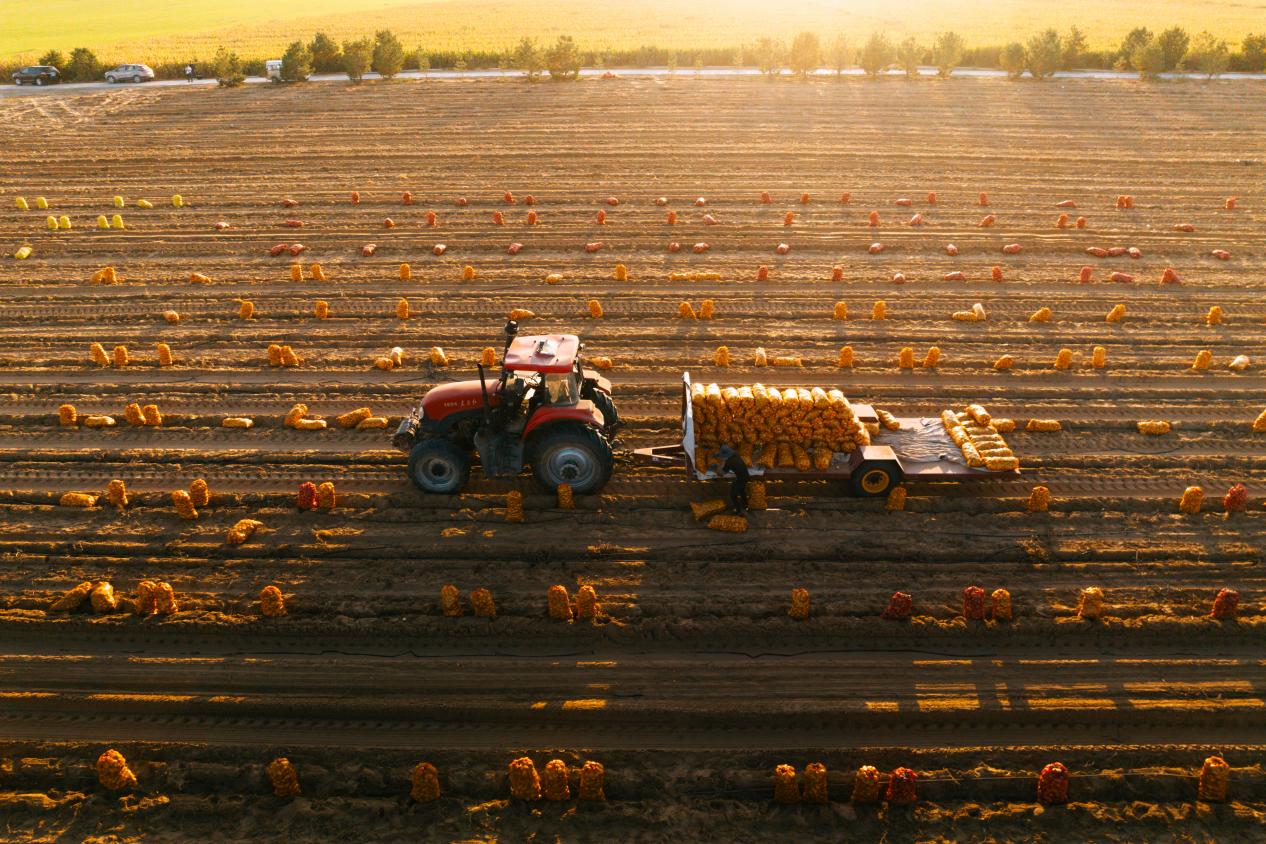 “種”綠沙漠，“苗”繪駝城