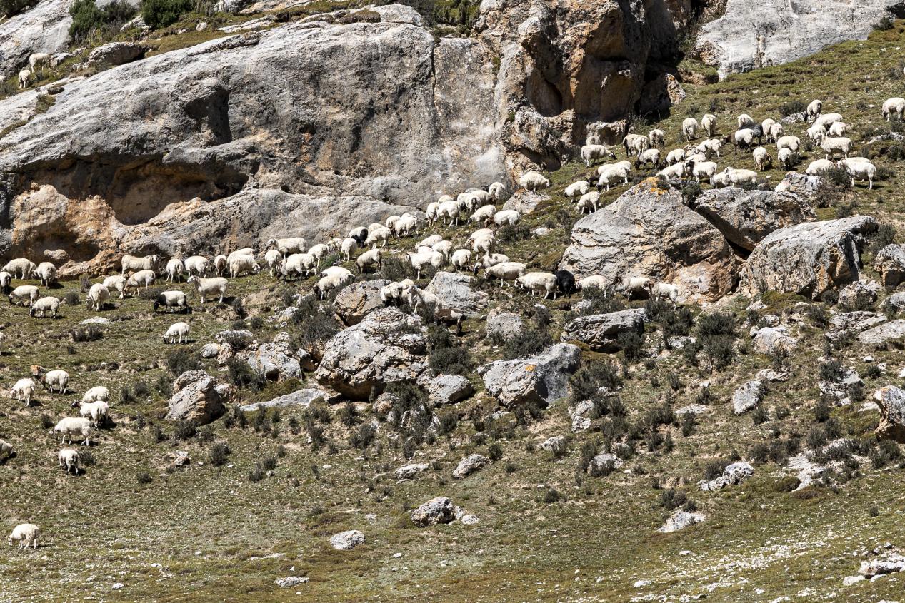 海西州天峻縣草場上的羊群。王劍攝