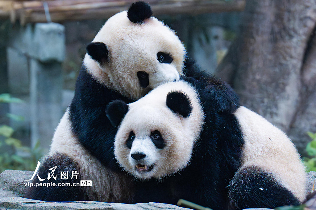 重慶：雙胞胎大熊貓“渝可”“渝愛”軟萌可愛【3】