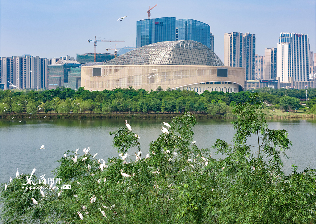 廣西賀州：白鷺棲息愛蓮湖【2】