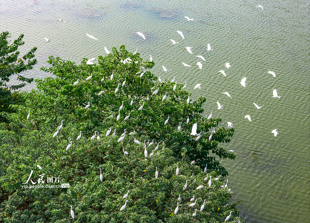 廣西賀州：白鷺棲息愛蓮湖【3】