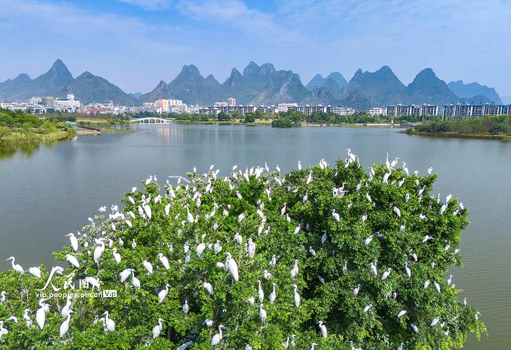 廣西賀州：白鷺棲息愛蓮湖【4】