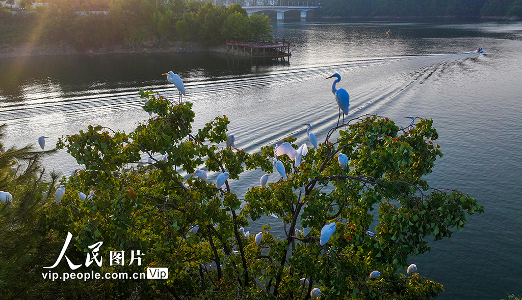 浙江淳安：白鷺舞翩翩【4】