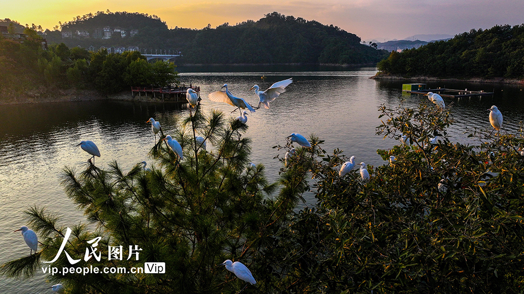 浙江淳安：白鷺舞翩翩【5】