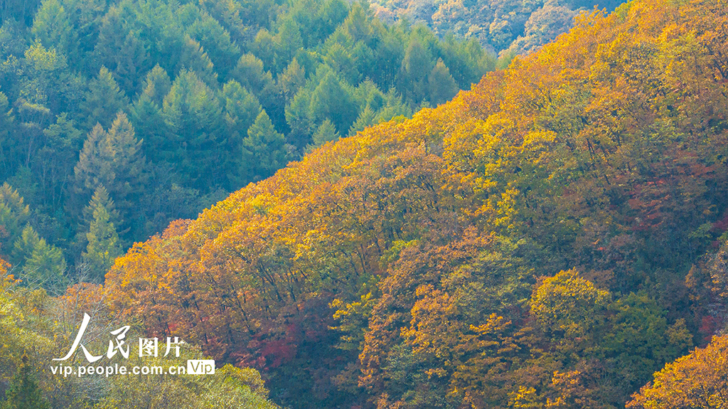 遼寧本溪：大地森林公園秋色美【2】