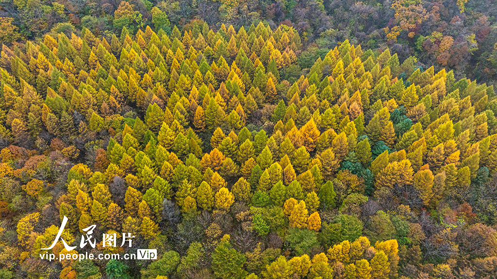 遼寧本溪：大地森林公園秋色美【3】