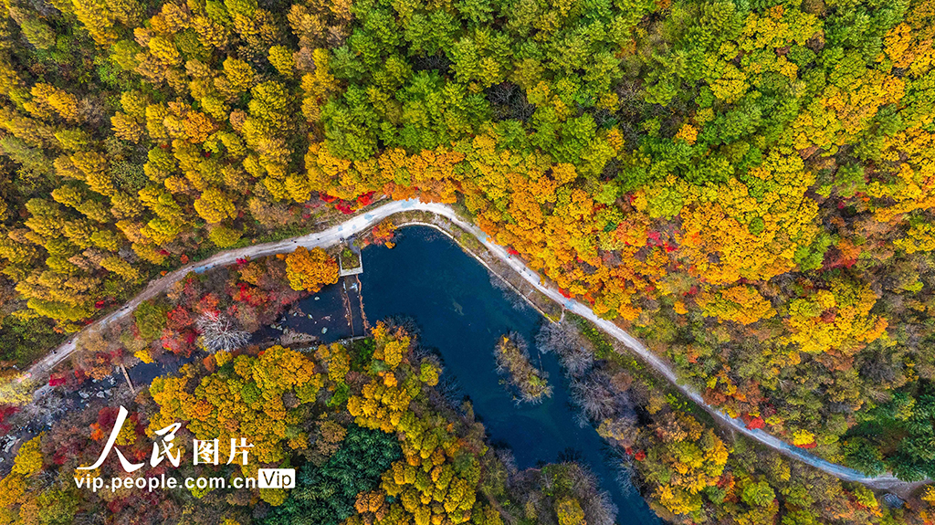 遼寧本溪：大地森林公園秋色美【5】