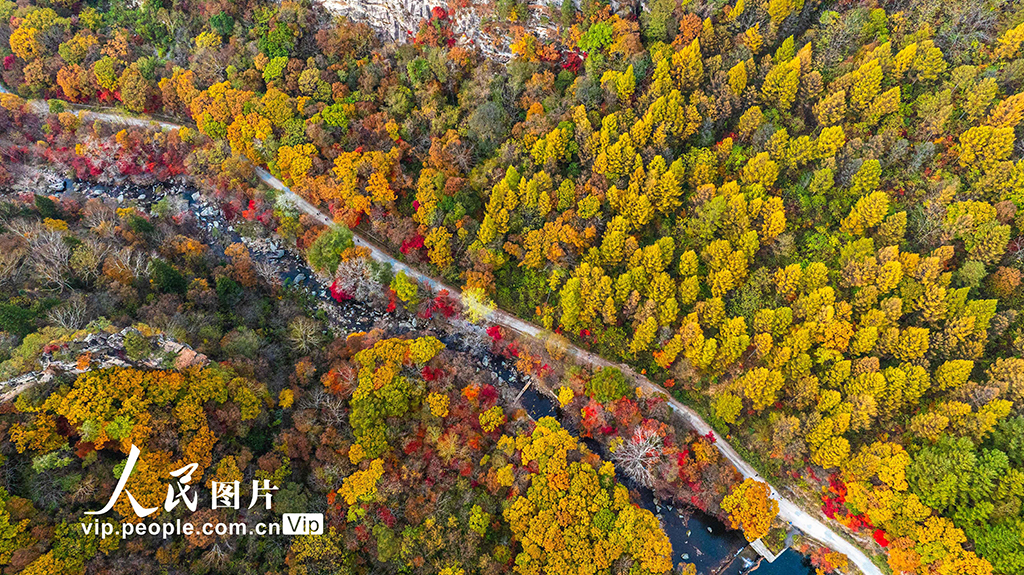 遼寧本溪：大地森林公園秋色美【6】