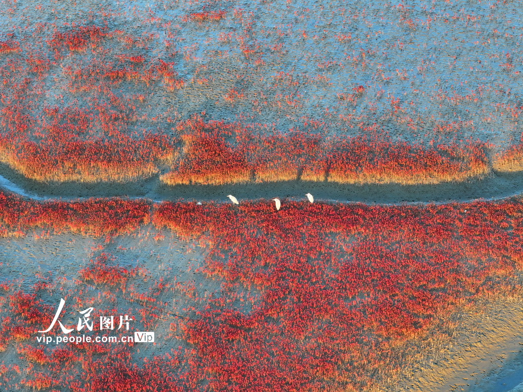 遼寧盤錦：堿蓬鋪岸 灘涂霞染【4】