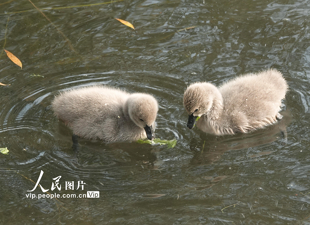 圓明園黑天鵝添丁【3】