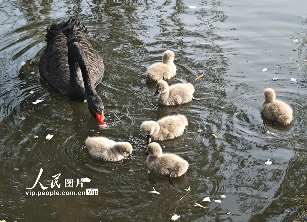 圓明園黑天鵝添丁【6】