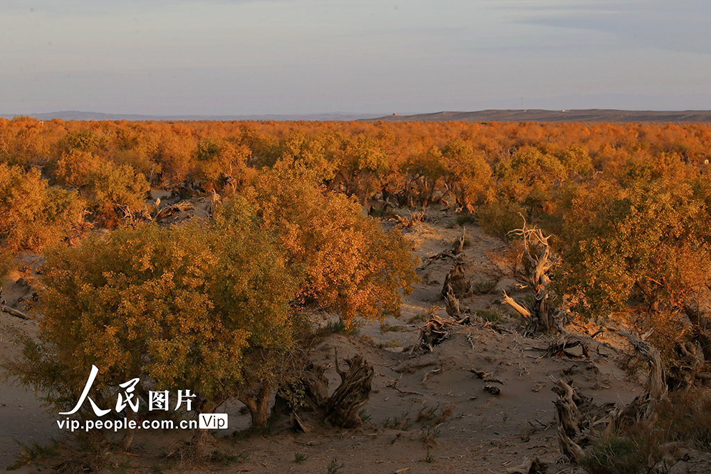 新疆哈密：金色胡楊如畫卷【2】